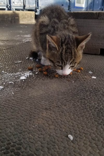 cat03