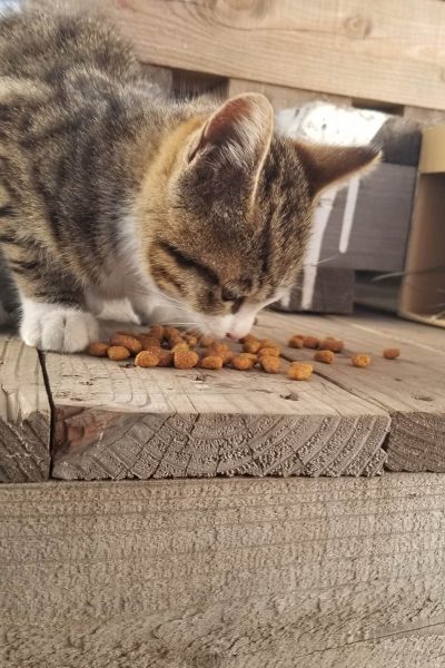 cat04